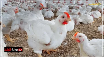 هبوط غير متوقع.. أسعار الدواجن اليوم تخالف كل التوقعات بعد التراجع الأخير كم بلغ سعر كيلو الفراخ الآن؟ 1